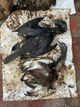 Due to the spill, several fish and at least 50 pelicans were found dead and several birds were spotted caked with oil.Picture courtesy: Smitha T.K.
